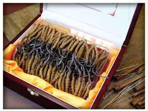 连平冬虫夏草回收